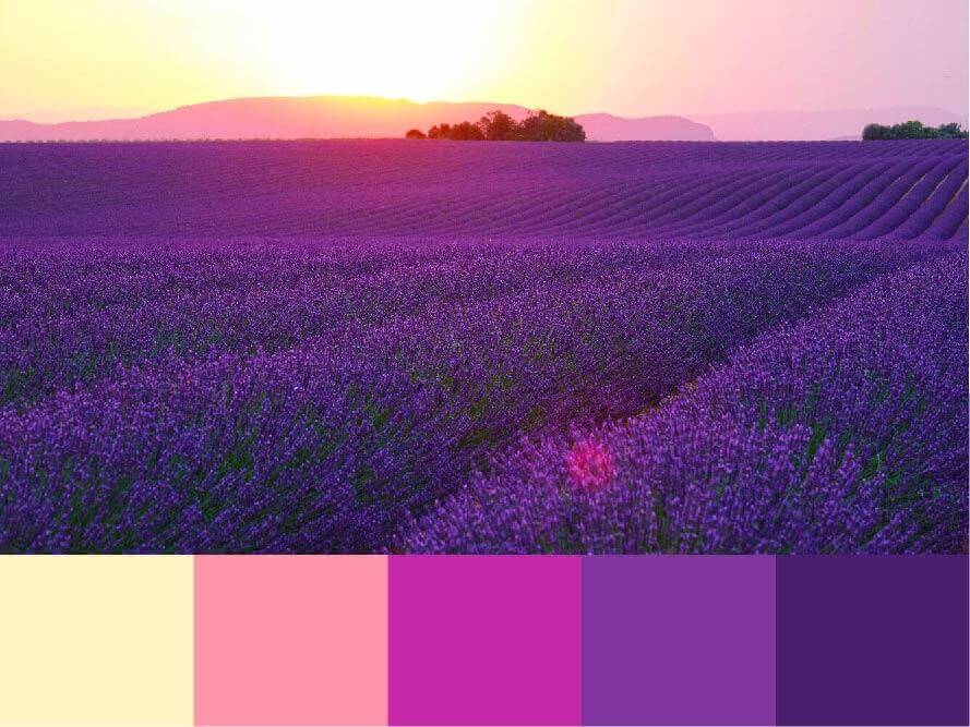 Paisaje de un campo de flores moradas y montañas y puesta de sol al fondo. Paletas de colores extraídas de la foto del fondo. Portada del artículo para extraer paletas de colores de las fotos.