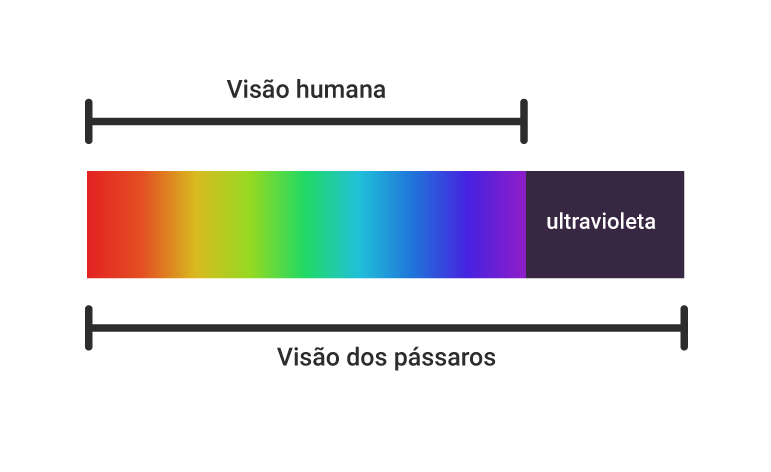 Comparação do espectro visível de cores vistas pelos humanos em relação ao espectro visto pelos pássaros.