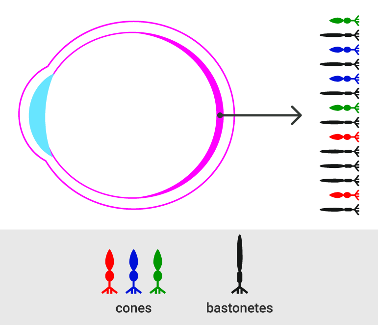 Desenho esquemático mostrando os cones vermelho, azul e verde e os bastonetes localizados na retina do olho humano.