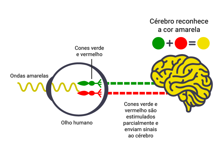 Desenho esquemático mostrando onda eletromagnética amarela entrando no olho humano, estimulando cones verde e vermelho e cérebro reconhecendo cor amarela.