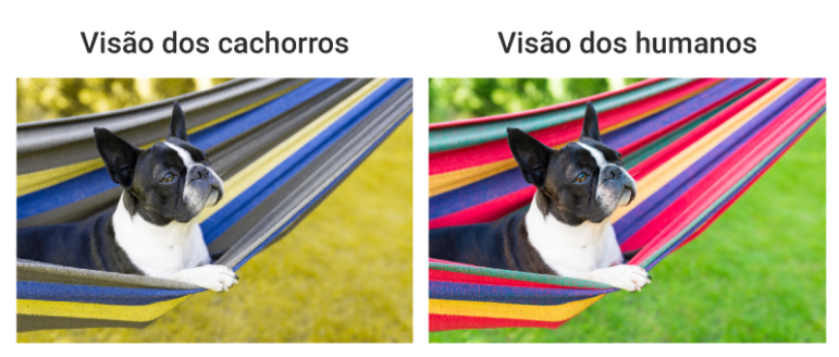 Duas versões da mesma imagem. Uma mostrando como os cachorros enxergariam suas cores. A outra mostrando como os humanos enxergariam as cores da mesma imagem.